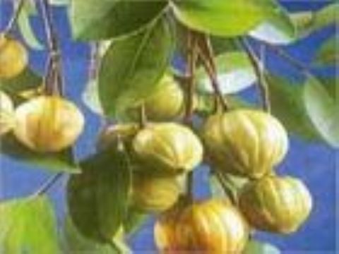 Garcinia Combogia Extract